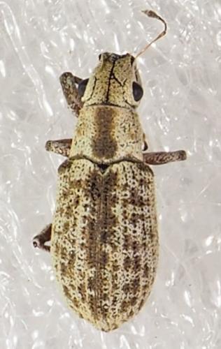 Réf. 245 443 : Plectrophoroides lutra